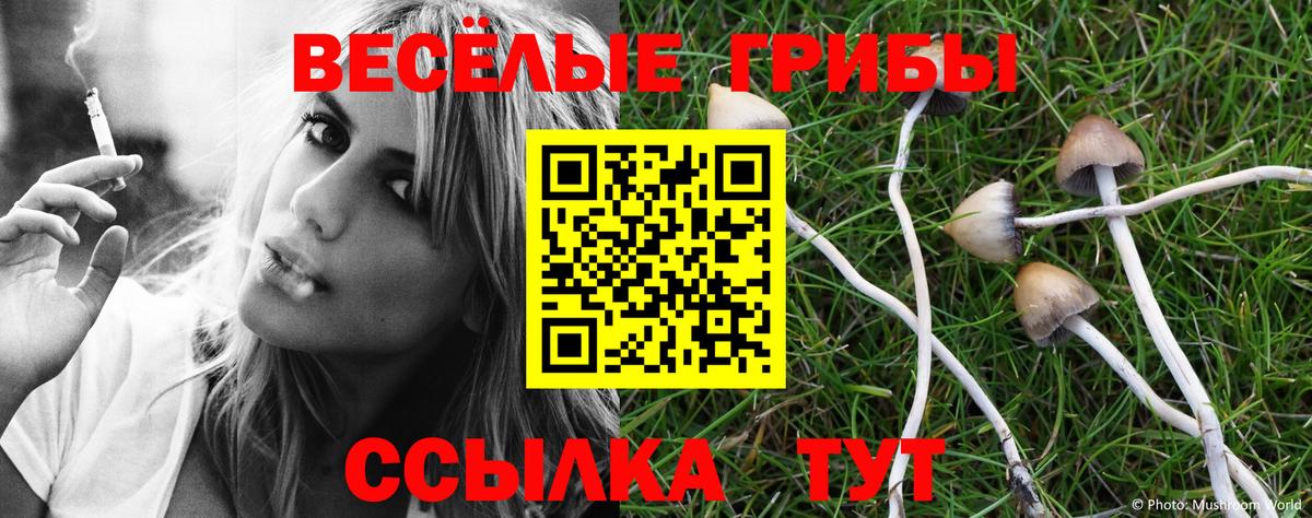 Галлюциногенные грибы Psilocybine cubensis Ачхой-Мартан